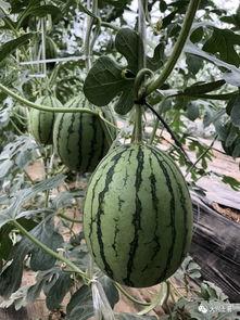 网红瓜可以在哪吃