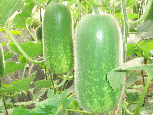 吃瓜网36w.,揭秘吃瓜网36万粉丝背后的秘密与影响力