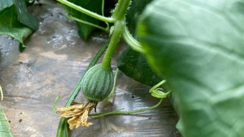 网瓜生了吃的是什么味道,独特风味引人入胜