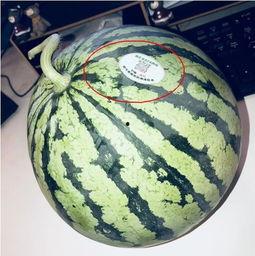 会长吃瓜网红,网红圈风云再起