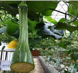 每日吃瓜官网在哪,轻松获取最新娱乐资讯的便捷之门