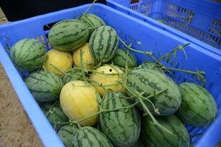 网红热门吃瓜群,幕后故事与八卦风云