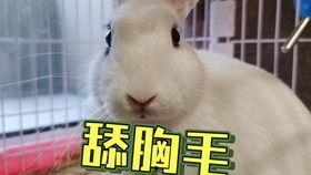 抖音网红斗地主吃瓜,趣味横生一幕幕