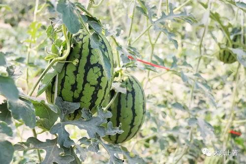 网红吃瓜大学,揭秘大学生活中的热点事件与网络现象