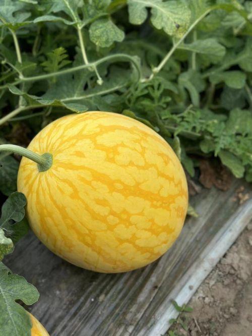 浙江校园吃瓜网