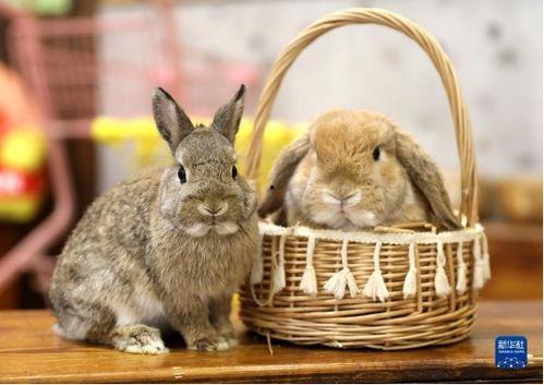 网红吃瓜兔事件详细过程