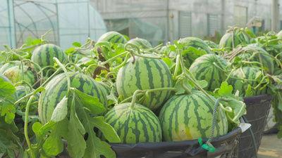 咸阳网红吃瓜视频