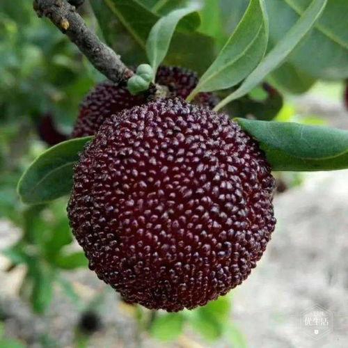 吃瓜少女爱荔枝视频网盘,吃瓜少女爱荔枝视频，带你领略荔枝的独特魅力