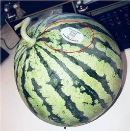 邹平网红吃瓜,揭秘网络红人的真实一面