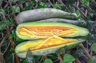 网红带货吃瓜是真的吗,真相还是炒作？揭秘网红带货背后的秘密