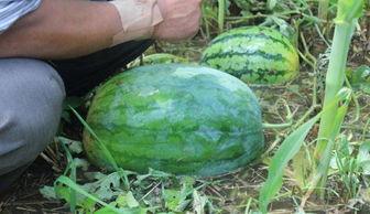 阜新吃瓜事件网红叫什么