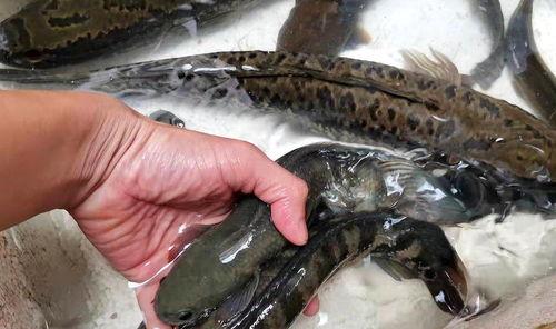 抖音网红星野 鱼哥吃瓜网,吃瓜网背后的故事