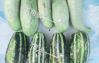网红吃瓜视频全集,揭秘娱乐圈幕后真相